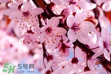 春分是春天的開始嗎？春分是春天來的意思嗎？