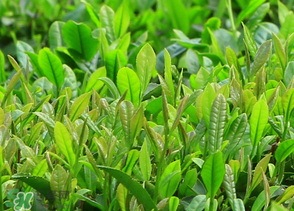 清明茶什么時候采？采清明茶什么時候結(jié)束？