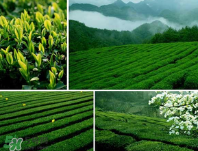 清明茶什么時候采？采清明茶什么時候結(jié)束？