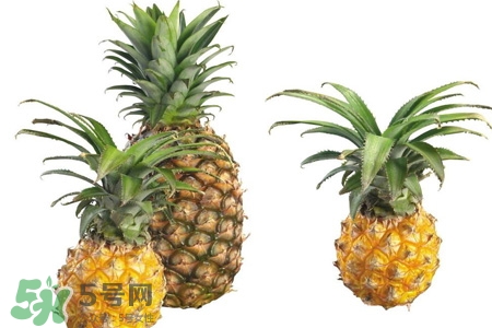 菠蘿可以吸甲醛嗎？菠蘿可以除甲醛嗎？
