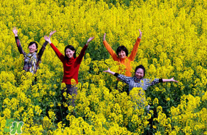四月份還有油菜花嗎？4月份還有油菜花嗎？