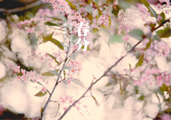 春分是春天的開始嗎？春分是春天來的意思嗎？