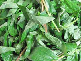 清明菜是什么菜？清明菜是艾草嗎？