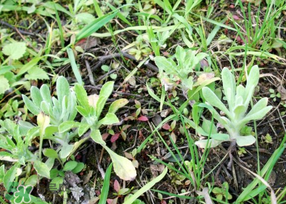 清明菜是什么菜？清明菜是艾草嗎？