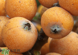 枇杷什么時候成熟？枇杷什么時候上市？