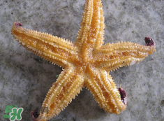 海星怎么吃？海星能吃嗎？