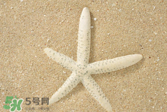 海星怎么吃？海星能吃嗎？