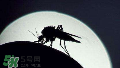 蚊蟲叮咬會傳播艾滋病嗎？蚊蟲會傳染乙肝嗎？