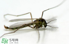 蚊蟲叮咬會傳播艾滋病嗎？蚊蟲會傳染乙肝嗎？