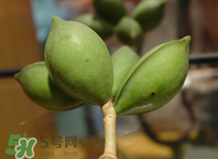 檳榔為什么會(huì)上癮？檳榔上癮怎么戒？