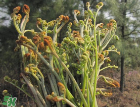 糖尿病能吃蕨菜嗎？糖尿病可以吃蕨菜嗎？
