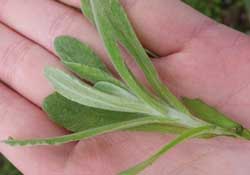 清明菜怎么做好吃？清明菜怎么做止咳？