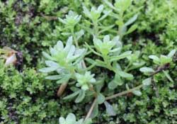 清明菜是什么菜？清明菜是艾草嗎？