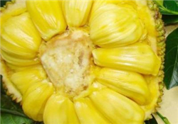 菠蘿蜜的營養(yǎng)價(jià)值 吃菠蘿蜜有什么好處？
