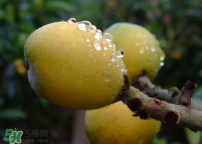 糖尿病能吃枇杷嗎？糖尿病人能吃枇杷嗎？
