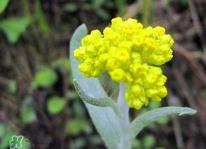 清明菜開(kāi)花了能不能吃？清明菜怎么吃？