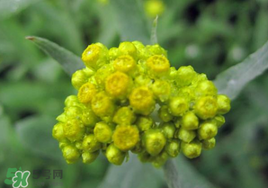 清明菜開(kāi)花了能不能吃？清明菜怎么吃？
