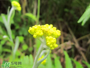 清明菜開(kāi)花了能不能吃？清明菜怎么吃？
