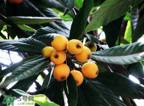 枇杷樹幾年結(jié)果？枇杷樹為什么不結(jié)果？