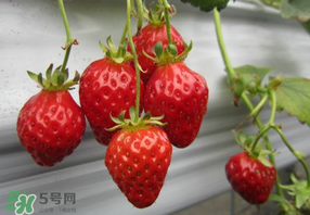 枇杷和草莓能一起吃嗎？枇杷能和草莓能一起吃嗎？