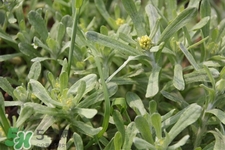 艾草吃了有什么好處？艾草吃多了會(huì)怎樣？