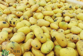 芒果爛了一點能吃嗎？芒果爛了一半還能吃嗎？