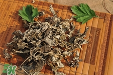 艾草可以治風濕嗎？怎么用艾草治療風濕？
