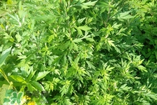 艾草可以治痛經(jīng)嗎？艾草能治月經(jīng)不調(diào)嗎？