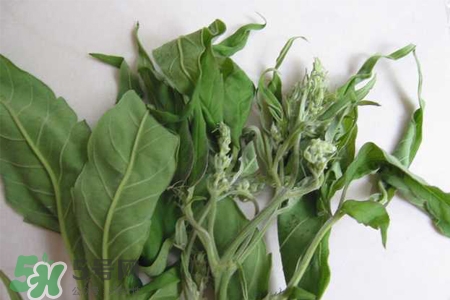 艾草可以治痛經(jīng)嗎？艾草能治月經(jīng)不調(diào)嗎？