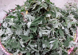 艾草可以治感冒嗎？艾草如何治療感冒？