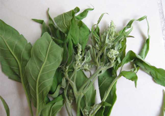 艾草可以治療宮寒嗎？艾草泡腳能治宮寒嗎？
