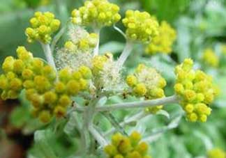 清明菜開花了能不能吃？清明菜怎么吃？