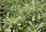 艾草能治療蕁麻疹嗎？艾草可以治療蕁麻疹嗎？