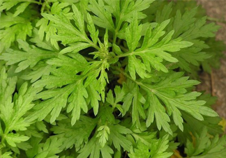 艾草吃了有什么好處？艾草吃多了會(huì)怎樣？