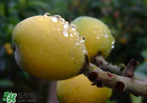 枇杷可以和蔥一起煮嗎？蔥和枇杷葉一起煮可以喝嗎？