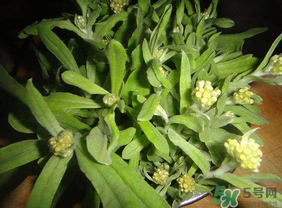 清明菜可以種植嗎？清明菜怎么種植？