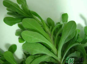 清明菜可以降血壓嗎？清明菜能降血壓嗎？