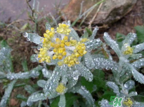 清明菜可以降血壓嗎？清明菜能降血壓嗎？