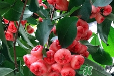 蓮霧是低糖水果嗎？蓮霧含糖量高嗎？