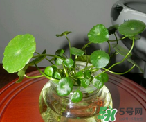 金錢草怎么養(yǎng)？金錢草好養(yǎng)嗎？