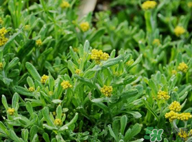 吃清明草有什么好處？清明草的功效與作用