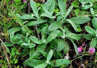 清明菜可以降血壓?jiǎn)?？清明菜能降血壓?jiǎn)幔?><p><strong>清明菜可以降血壓?jiǎn)幔壳迕鞑四芙笛獕簡(jiǎn)幔?/strong></p></a></li> <li><a href=
