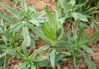 清明菜可以種植嗎？清明菜怎么種植？