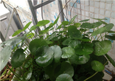 金錢草泡水喝的功效？金錢草有什么作用？