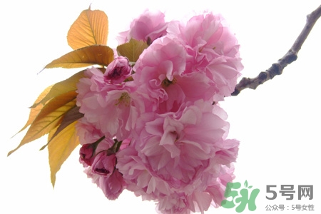 清明節(jié)掃墓能不去嗎？清明節(jié)上墳必須去嗎？