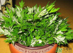 清明菜是什么？清明菜和艾草的區(qū)別 