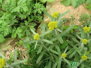 清明菜是發(fā)物嗎？清明菜是不是發(fā)物？