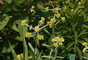清明菜是發(fā)物嗎？清明菜是不是發(fā)物？