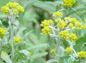 清明菜是發(fā)物嗎？清明菜是不是發(fā)物？