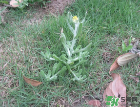 清明菜不能和什么同吃？清明菜和什么相克？